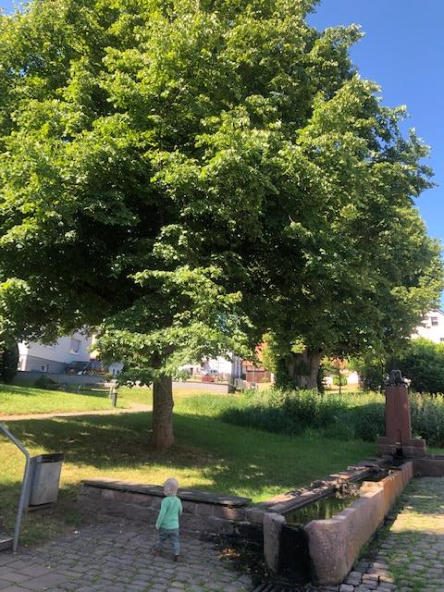 Große Linde mit dichtem Laub auf einer Wiese, rechts ein steinerner Brunnentrog mit Brunnensäule. Ein Kleinkind steht von hinten auf dem Pflaster, blauer Himmel.